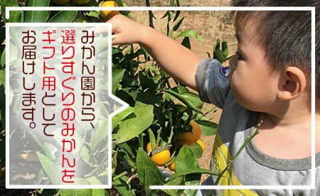 土佐の高知のくだもの畑 みかん(ギフト用)5kg - みかん ギフト 母の日 アイス みかんジュース ミカン kd-0014