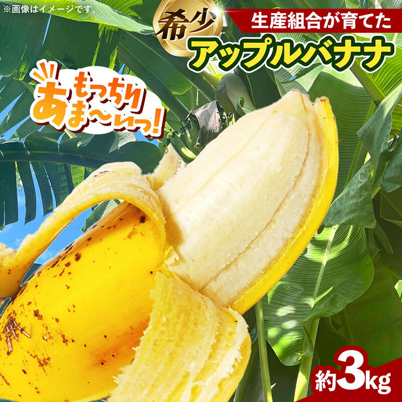 【ふるさと納税】熱帯果樹生産組合のアップルバナナ 約3kg - バナナ ばなな 小ぶり 沖縄県 産地直送 果物 フルーツ 南国 朝食 おすすめ 沖縄県 八重瀬町