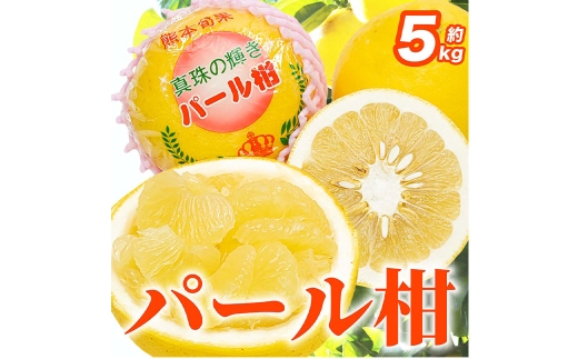 【2027年1月下旬～2月下旬迄発送予定】パール柑 文旦 6 ～ 18玉 約5㎏ 柑橘類 柑橘系 柑橘 果物 くだもの フルーツ 果実 果汁 果肉 甘み 酸味 ジューシー 国産 熊本県産