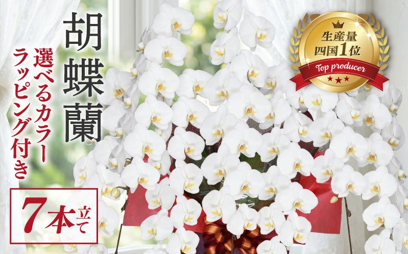 指定日配達 胡蝶蘭 7本立て 白 花 はな お花 日付指定 記念日 お祝い プレゼント ギフト 贈答 贈り物 選べる カラー ラッピング 鉢花 鉢植え 洋蘭 洋ラン 冠婚葬祭 蘭 らん 新築祝い 豪華