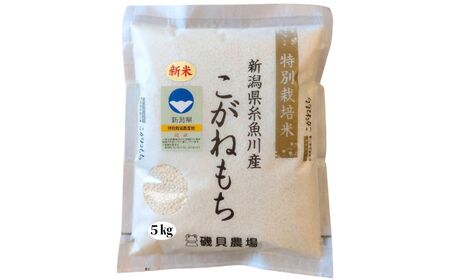 【令和8年産】新潟県産 もち米『こがねもち』5kg 令和8年産 ふっくらモチモチ！ 芳醇な甘い香り 磯貝農場【ご飯 ライス ふるさと納税米 ブランド米 餅 赤飯 おこわ 糸魚川 2026年】