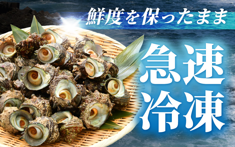 【先行予約】越前町産 天然 サザエ 2kg（500g×4袋）【2026年6月中旬より順次発送】【つぼ焼 BBQ 海鮮 バーべキュー 小分け おつまみ さざえ 福丸フーズ】 [e15-a066]