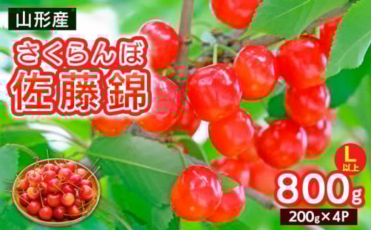 さくらんぼ Lサイズ以上 佐藤錦 800g(200g×4パック)【令和8年産先行予約】FS25-066