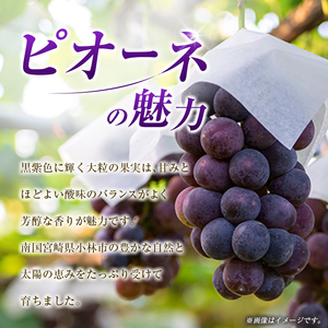ぶどう【2027年先行予約】ピオーネ 1kg ブドウ  フルーツ 果物 くだもの 
