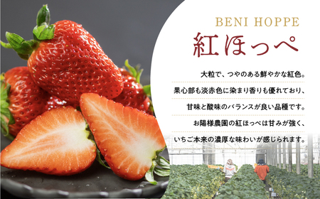【先行予約】 濃厚 大粒 いちご 紅ほっぺ プレミアム  8粒 2シート 3月中お届け お陽様農園 産地直送 愛知県 田原市産