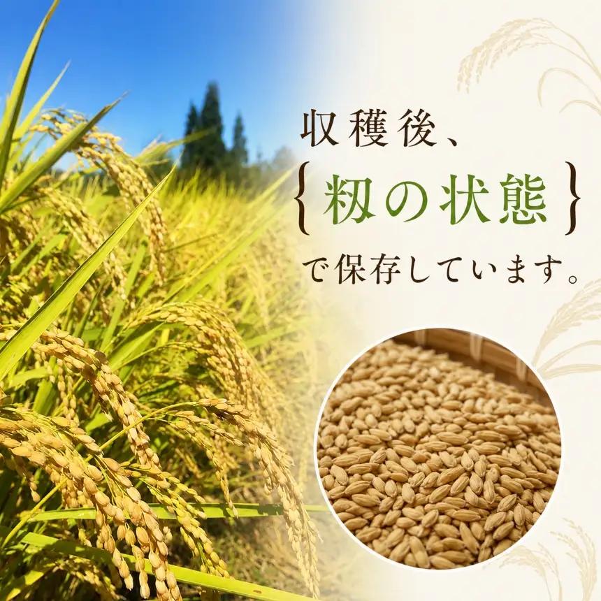 ＜白米＞コシヒカリ10kg 農薬不使用 化成肥料不使用 除草剤不使用【039-07】