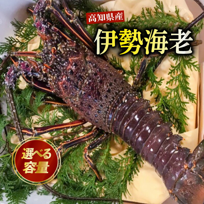 【ふるさと納税】 伊勢海老 高知県産 700g ～ 1.5kg 厳選 産地直送 冷凍 高級 イセエビ 海鮮 魚介 刺身 焼き物 汁物 ギフト 贈答 贈り物 祝い 歳暮 中元 高知 天然 海の幸 高知県 須崎市 グラタン ボイル おせち 料理 味噌汁 みそ汁