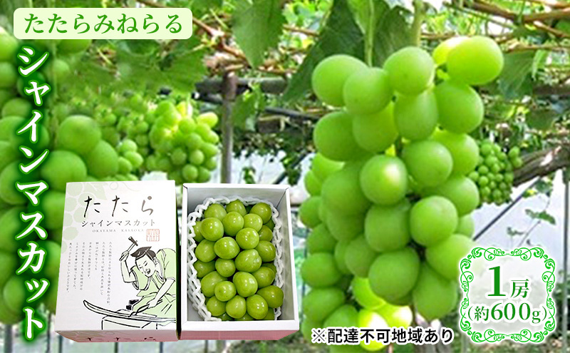 【限定300個】【2025年先行予約】 ぶどう 岡山県産 たたらみねらる シャインマスカット 1房(約600g) 《2025年8月下旬-10月下旬頃出荷》 葡萄 ブドウ フルーツ 果物 スイーツ 数量限定 期間限定 岡山 里庄町 10000円