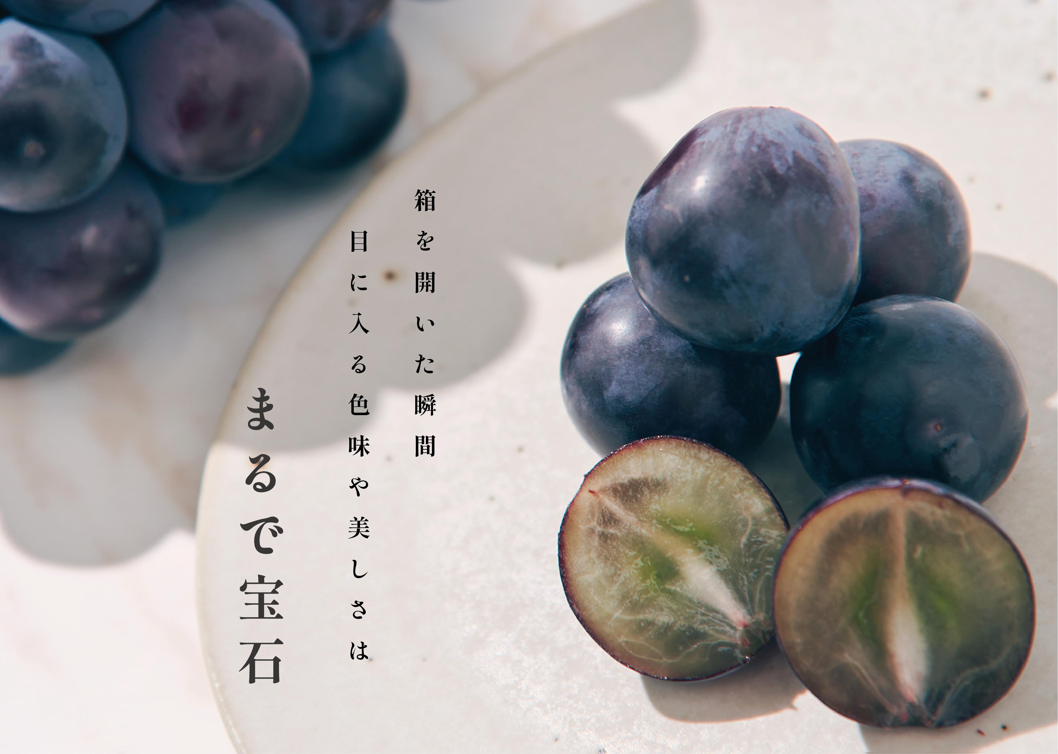 甲州市産 種無し大粒巨峰 1房入り 約500g 自然農法【2024年発送】（BNC）B12-485