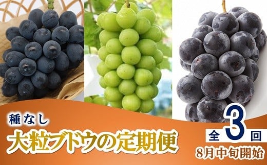 【令和8年産先行予約】 《定期便3回》 種無し大粒ブドウ 定期便 《令和8年8月中旬～発送》 『南陽中央青果市場』 葡萄 ぶどう ブドウ 高尾 シャインマスカット ピオーネ 果物 フルーツ デザート 山形県 南陽市 [2586]