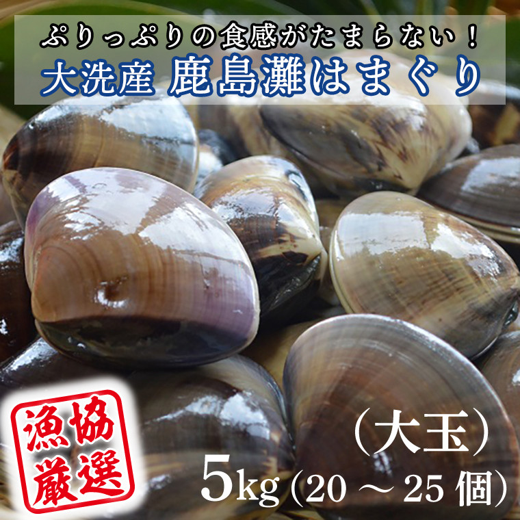 
大洗産鹿島灘天然はまぐり 5㎏ 冷蔵 お吸い物 ハマグリ 蛤 貝 砂抜き処理 魚介類 大洗産 天然 はまぐり
