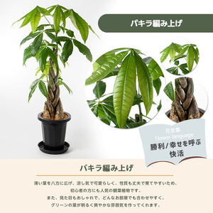 【観葉植物】パキラ 編み込み 80cm～100cm Green Farm M IB075-022 観葉植物 ※北海道・沖縄・離島配送不可