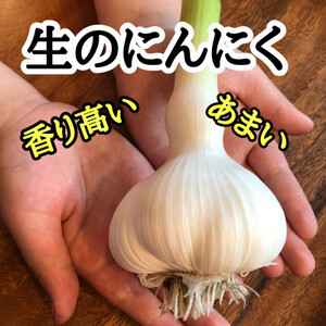 【月1,000箱売れてる】テレビ朝日1泊家族で紹介「にんにくの王様　白玉王」生にんにく500g【1506151】