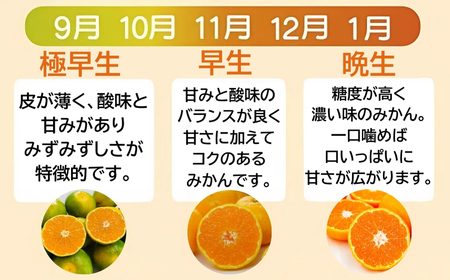 【みかん】 訳あり 温州みかん 約5kg
