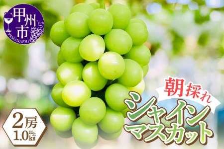 感謝を込めて最高の朝採りシャインマスカットをお贈りします！1.0kg以上（2房）【2026年発送】（LMS）B-416 シャインマスカット フルーツ