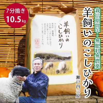 ふるさと納税 三原市 瀬戸内三原 羊飼いのこしひかり 7分搗き 10.5kg(栽培期間中無肥料無農薬) [002-012]