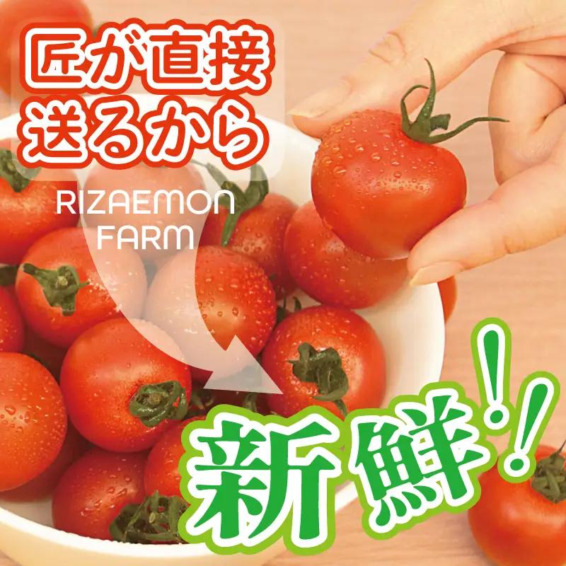泉州産 新鮮ミニトマト 12パック 約2kg