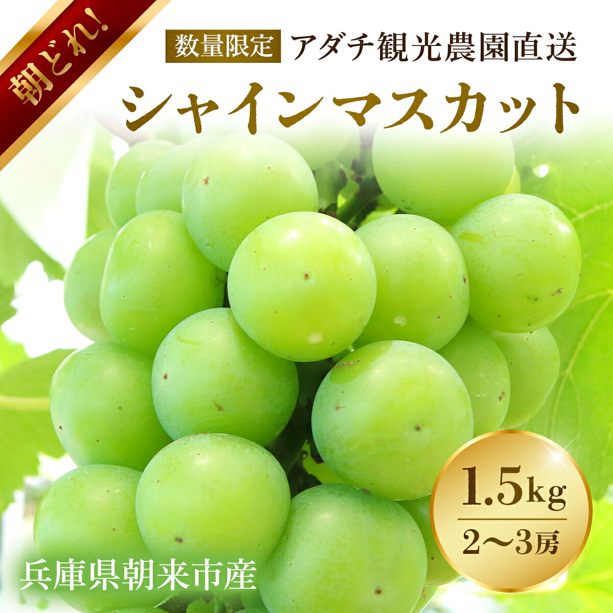 【ふるさと納税】【数量限定】朝どれ！「シャインマスカット1.5kg(2～3房)」◆アダチ観光農園直送の絶品ぶどう◆ぶどう ブドウ 葡萄 マスカット シャインマスカット 種無し 種なし 皮ごと 皮ごと食べられるぶどう 果物 フルーツ 産地直送 期間限定 兵庫県 朝来市 AS2CF1