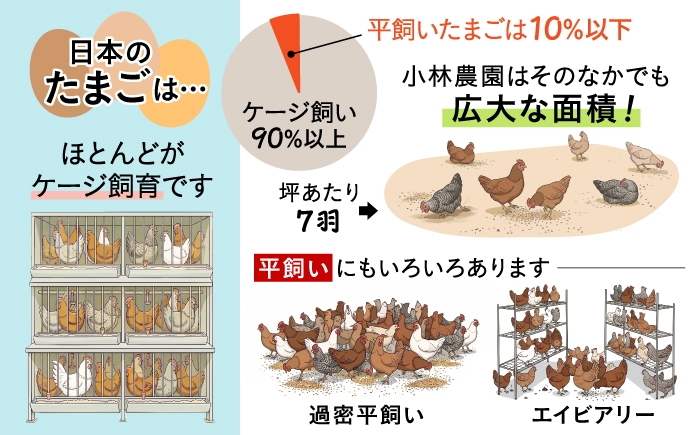 たまご 卵 鶏卵 玉子 生卵 平飼い 北海道 定期便