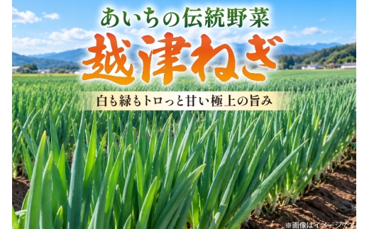 ねぎ 訳あり 越津ねぎ 約3kg 根付き 土付き [江南北ファーム 愛知県 江南市ko23btu430003] 野菜 ネギ トロっと すきやき 長ねぎ 白ねぎ 越津ネギ 産地直送 3kg 農家直送