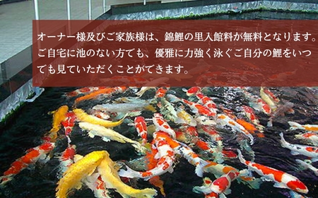 【錦鯉】錦鯉オーナー  サイズ50cm前後 【0002-0175-01】