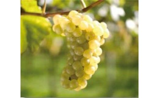 南国フルーツを思わせる甘やかな香り。酸もしっかりあり、スッキリとした飲み口。