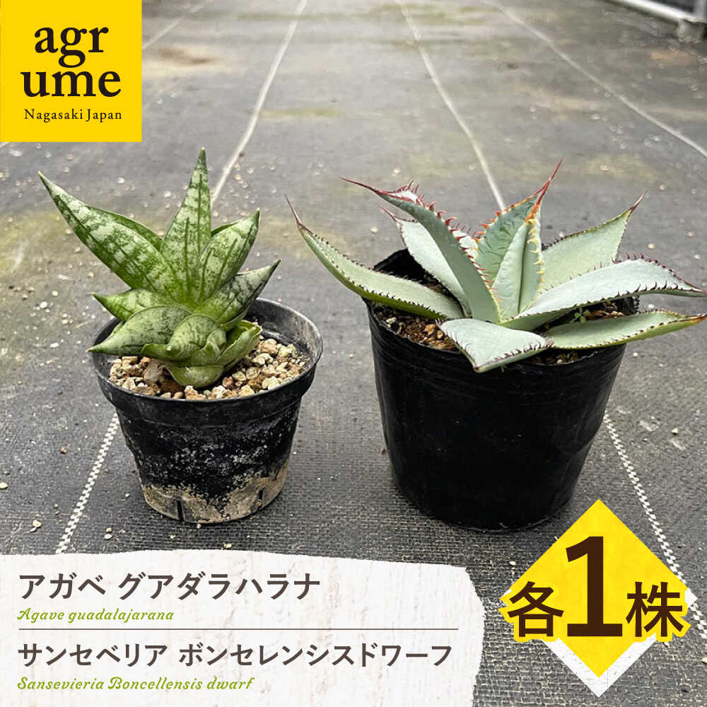 【ふるさと納税】サンセベリア ボンセレンシスドワーフ ＆ アガベ グアダラハラナ 各1株 sansevieria boncellensis dwarf ＆ Agave guadalajarana 長与町/アグリューム[EAI237]