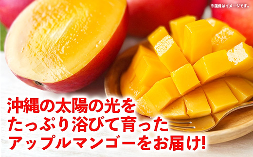 【先行受付】【2026年発送】光マンゴー園の家庭用アップルマンゴー約2kg（4～6玉）白箱 - ご自宅用 先行予約 沖縄県産 産地直送 南国フルーツ 旬の味覚 オススメ 沖縄県 八重瀬町