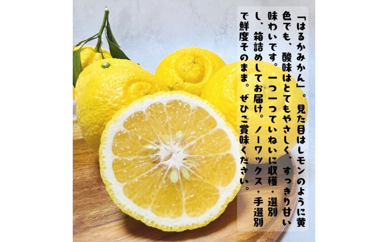 【先行予約】【人気柑橘】 有田育ちの はるか みかん（訳あり 家庭用）3kg+200g(痛み補償分) ※2027年1月下旬～3月下旬に順次発送予定 ※着日指定不可【ard141B】