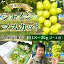 【ふるさと納税】＜2025年9月上旬頃～順次発送＞田中ぶどう園の厳選朝採りシャインマスカット＜約1.8～2.0kg（2～4房）＞※発送前のご連絡はできませんので、ご注意ください※