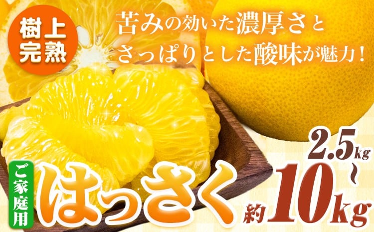 
                  樹上完熟 ご家庭用 訳あり はっさく 八朔 みかん 2.5kg 5kg 10kg 池田鹿蔵農園 @日高町《4月上旬-5月下旬頃出荷》和歌山県 日高町 送料無料 はっさくみかん 家庭用 光センサー選別 八朔 訳ありはっさく【配送不可地域あり】 st-p
                