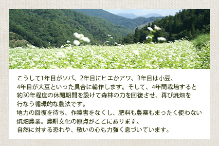 椎葉村の焼畑農家がつくった 山桑の葉クッキー【手づくりの焼菓子】