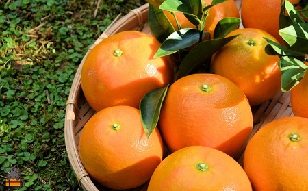 《先行予約》ねぇ美味しいよ。徳之島 ふくだ果樹園さんのたんかん（10kg）( タンカン フルーツ みかん 果物 柑橘 甘い 徳之島 奄美 鹿児島 もぎたて フレッシュ 世界自然遺産 フルーツアイランド