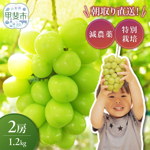 【来年（2026年/令和8年）発送＜先行予約＞】減農薬シャインマスカット1.2kg／2房　人気　おすすめ　国産　贈答　ギフト　お取り寄せ　　山梨県産　産地直送　フルーツ　果物　くだもの　ぶどう　ブドウ　葡萄　シャイン　シャインマスカット　新鮮　CF-2