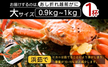【訳あり】越前がに本場の越前町からお届け！足折れ 越前がに 浜茹で 大サイズ（生で0.9～1kg） × 1杯【1月発送分】【かに カニ 蟹】【福井県 越前町 雄 ズワイガニ ボイル 冷蔵 越前ガニ 越