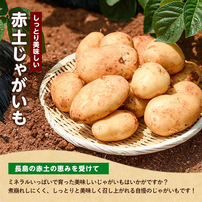 《先行受付:５月発送》長島町 いから島産 赤土 じゃがいも10kg 【高橋農園】takahashi-7308