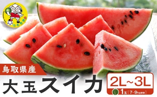 鳥取県産 大玉スイカ 1玉 7-9キロ前後2L-3Lサイズ（こちらの返礼品は、大栄西瓜ではありません）【西瓜 スイカ 果物 フルーツ 大玉 鳥取県 北栄町 おすすめ 人気 新鮮 7kg ～ 9kg 2