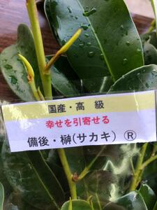 備後・榊（サカキ）切り枝　１束サイズ1セット（2束入り）