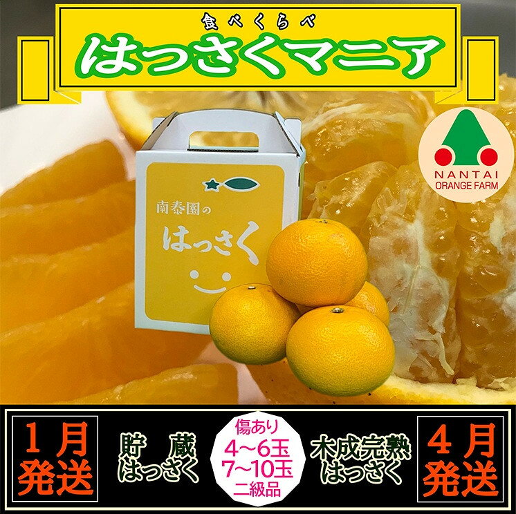 【ふるさと納税】【選べる容量】1・4月発送 全2回 定期便 はっさく マニア 貯蔵 ＆ 木成完熟 傷あり 二級品［4 ～ 6玉 or 7 ～ 10玉］和歌山 有田 南泰園 | 柑橘 フルーツ 果物 くだもの 食品 人気 おすすめ 送料無料