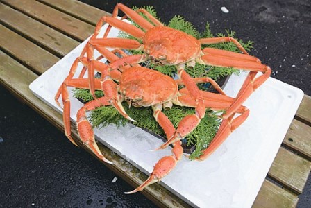 訳あり足１本なしボイル松葉ガニ（中６５０ｇ）訳あり かに カニ 蟹 訳ありボイル 新鮮 かに カニ 蟹 松葉ガニ 松葉がに かに カニ 蟹 ボイル訳あり かに 松葉がに【魚倉】