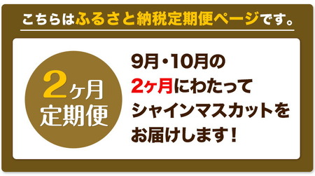 ぶどう 2ヶ月 定期便 [2024年先行予約] シャインマスカット 晴王 約1.3kg 岡山県産《9月上旬-10月中旬頃出荷(土日祝除く)》 ハレノフルーツ マスカット 送料無料 岡山県 浅口市 フル