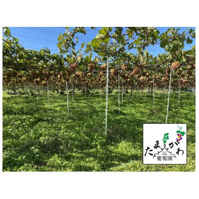 ふるさと納税 長野市 ワイン 竜眼 Early Harvest 750ml×2本 |  | 01