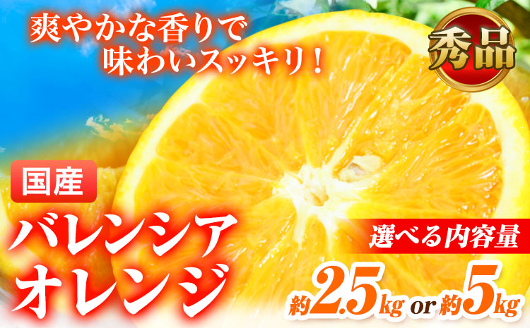 【先行予約】【秀品】希少な国産バレンシアオレンジ 選べる 2.5kg・5kg 株式会社 魚鶴商店《2025年6月下旬-7月上旬出荷》和歌山県 日高町 オレンジ 柑橘 フルーツ 果物---wsh_uot40_6g7j_24_10000_2500g---