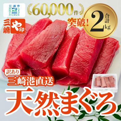 ふるさと納税 三浦市 【訳あり】三崎港直送!　これを選べば間違いなし!業務用　三崎の天然マグロ2kg
