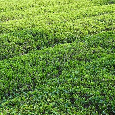 ふるさと納税 裾野市 深蒸し特上煎茶　霊峰富士缶入り |  | 03