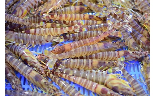 【12/10迄の申込で年内発送】こだわりの車海老　有頭車海老（冷凍）250ｇ×3パック F009