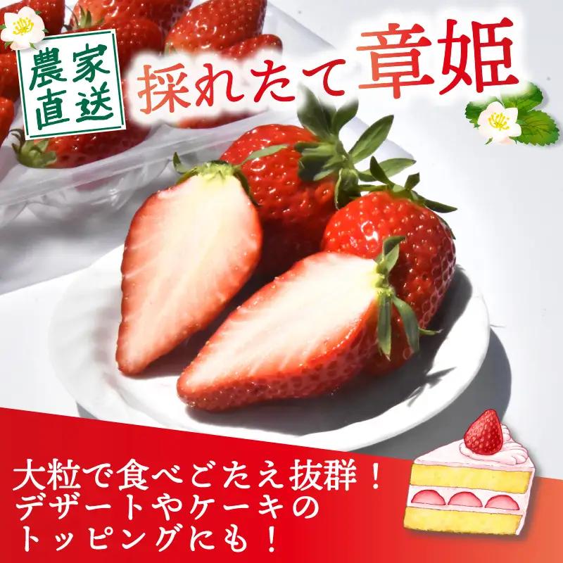 【2027年1月中旬以降発送】 いちご 章姫 (大粒+中粒) 480g前後（240g×2） イチゴ 苺 いちご