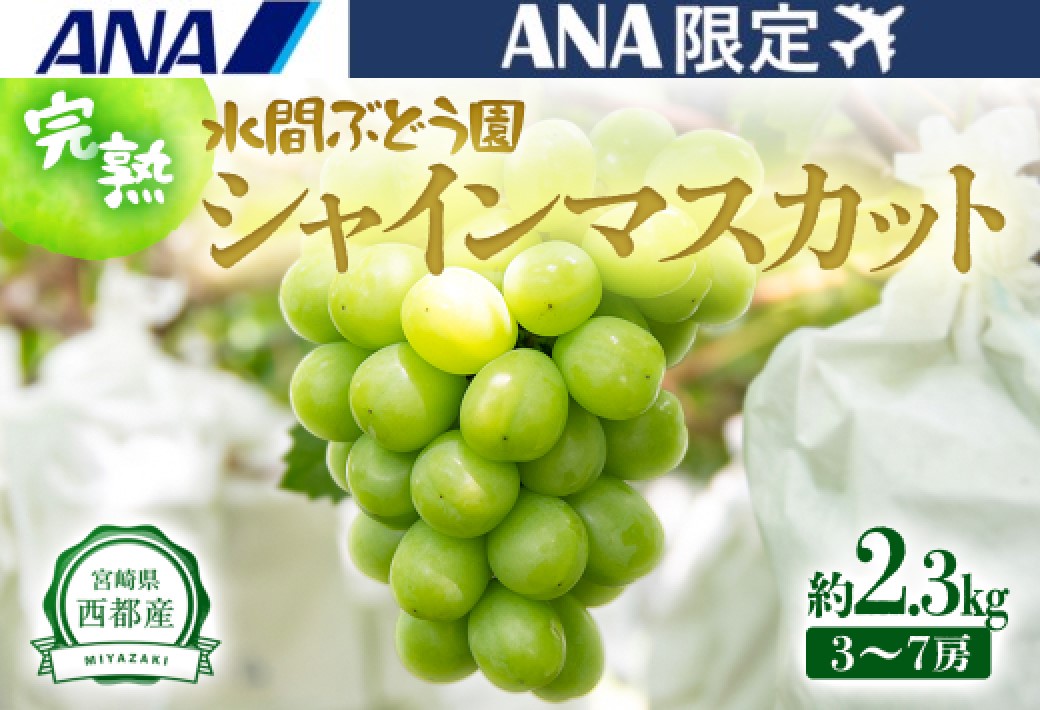 【ANA限定】西都産シャインマスカット 2.3ｋｇ（3～7房）完熟ぶどう《先行予約》＜2-82＞