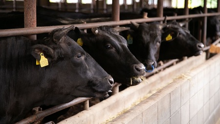 株式会社ヤザワミート　ミート矢澤 YAZAWA BEEF＜矢澤牛＞ハンバーグ８個 和牛 国産 牛 国産牛 お弁当 おかず 矢澤牛 | ハンバーグ 株式会社ヤザワミート ハンバーグ 北海道 ハンバーグ 