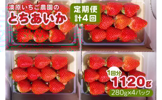 
            [先行予約] [4ヶ月連続定期便] とちあいか定期便 (毎月お届け 計4回) 澳原いちご農園 | いちご イチゴ 苺 とちあいか フルーツ 果物 果実 産地直送 栃木県産 期間限定 数量限定
          